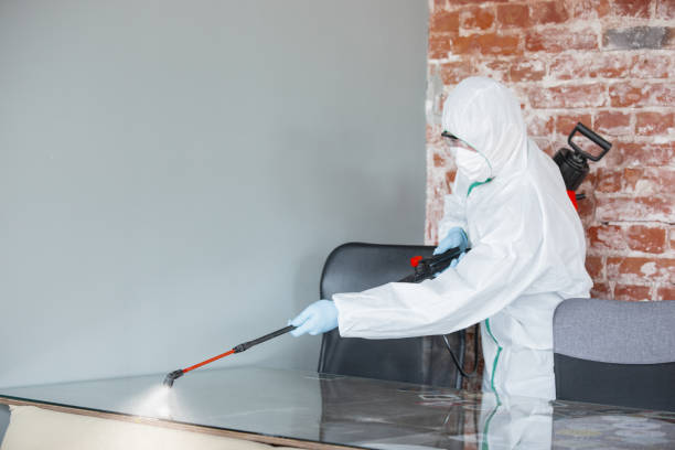 Best Black Mold Removal  in Cross Mountain, TX