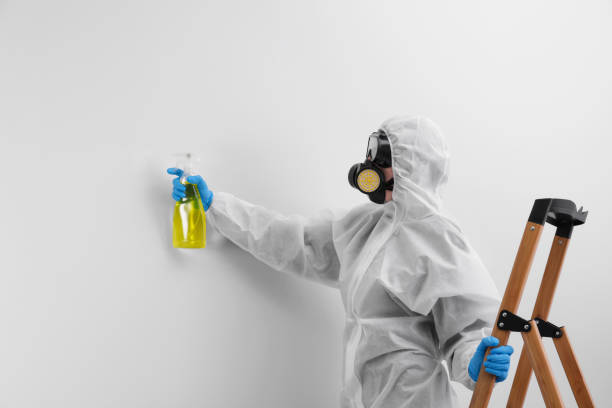 Best Attic Mold Removal  in Cross Mountain, TX